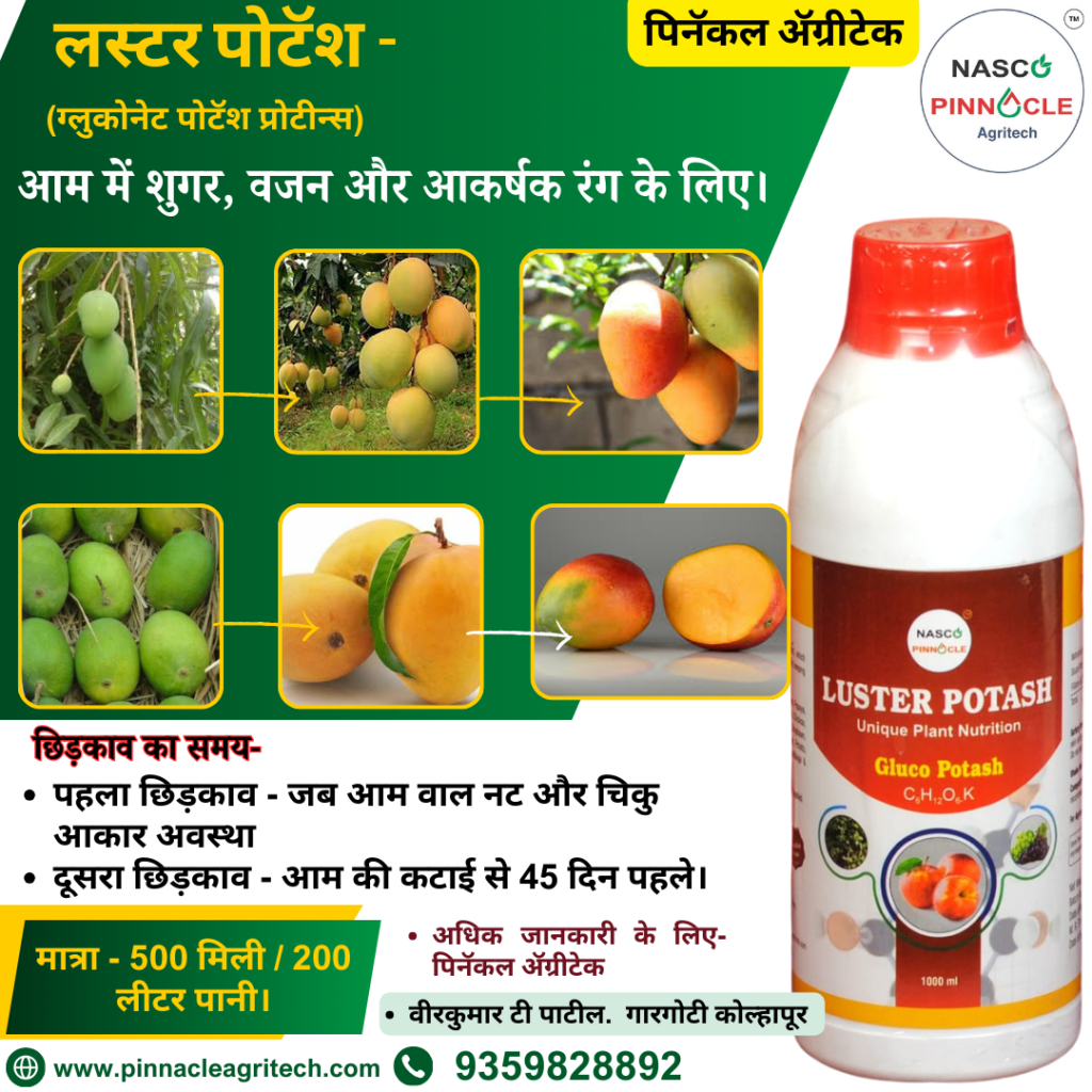 लस्टर पोटॅश (7)