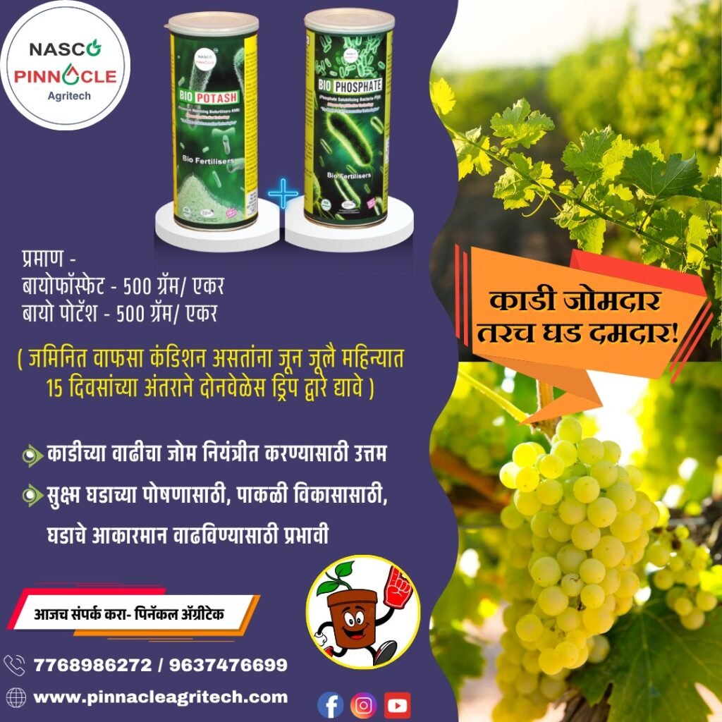 WhatsApp Image 2025-06-19 at 6.35.19 PM